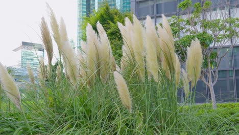 A close-up of pampas grass moving in the wind with modern buildings in the blurred background