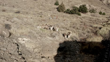 grandes ovejas de cuerno en un campo cerca de un acantilado en las montañas