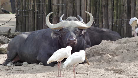 african buffalo bull lying down in zoo