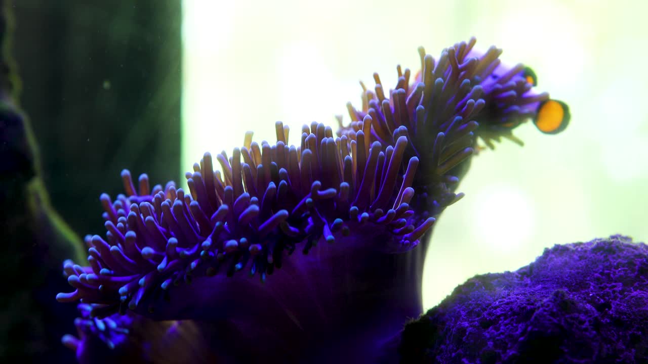 primer plano de un pez en una pecera