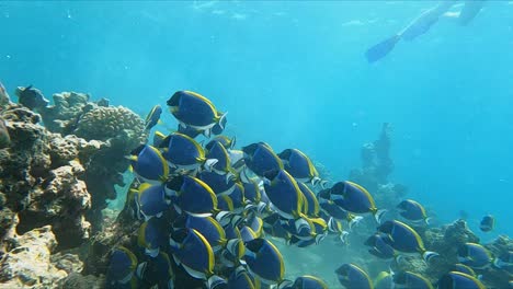 Sunbeam-shining-on-school-of-Powder-Blue-Surgeonfish-Feeding-on-Reef