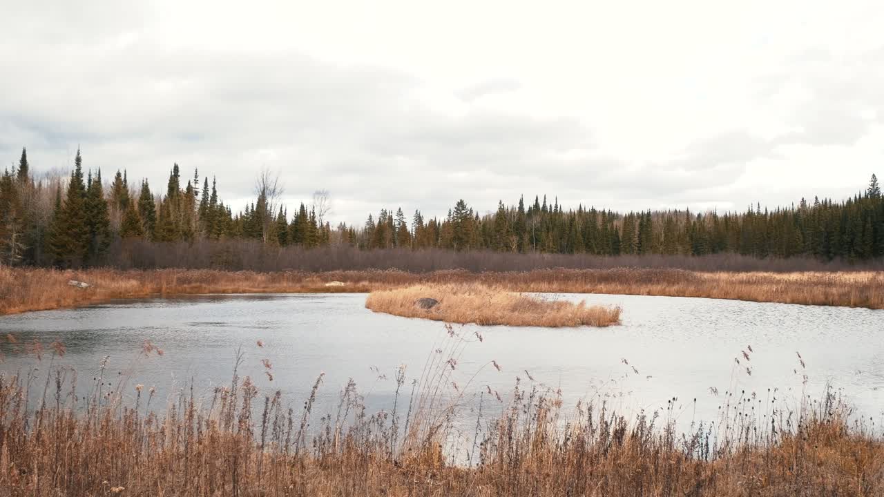 A lake in forest of north Canada