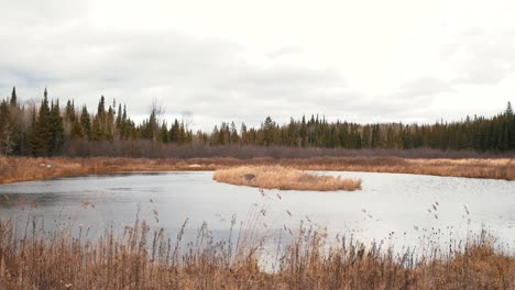 a lake in forest of north canada