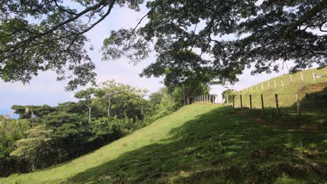 los árboles y las montañas de sudamérica