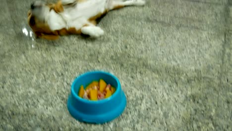 adorable beagle waiting to eat barf food