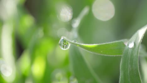 video of raindrops on the leaves. a shining green world with a refreshing feeling.