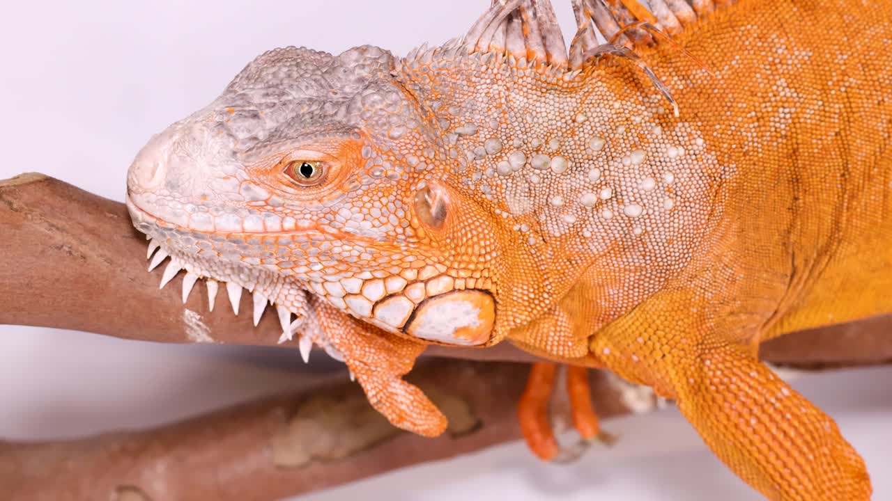 Una iguana naranja brillante descansa sobre una rama de madera con un fondo blanco y limpio