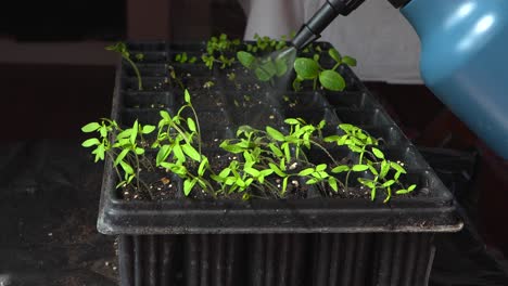 pulverización de plantas jóvenes que crecen en lechos de siembra