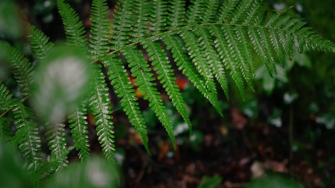 Fern leaf swinging in the wind and rain with blurred foreground fern leaves