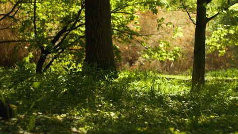 Stiller-Wald,-Ruhig,-Friedlich,-Warm-Heranzoomen