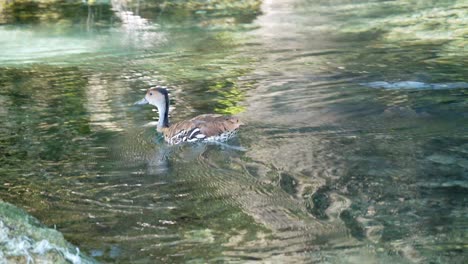 duck swims in crystal waters of pond