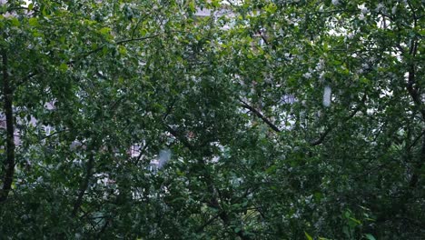 Trees and Buildings