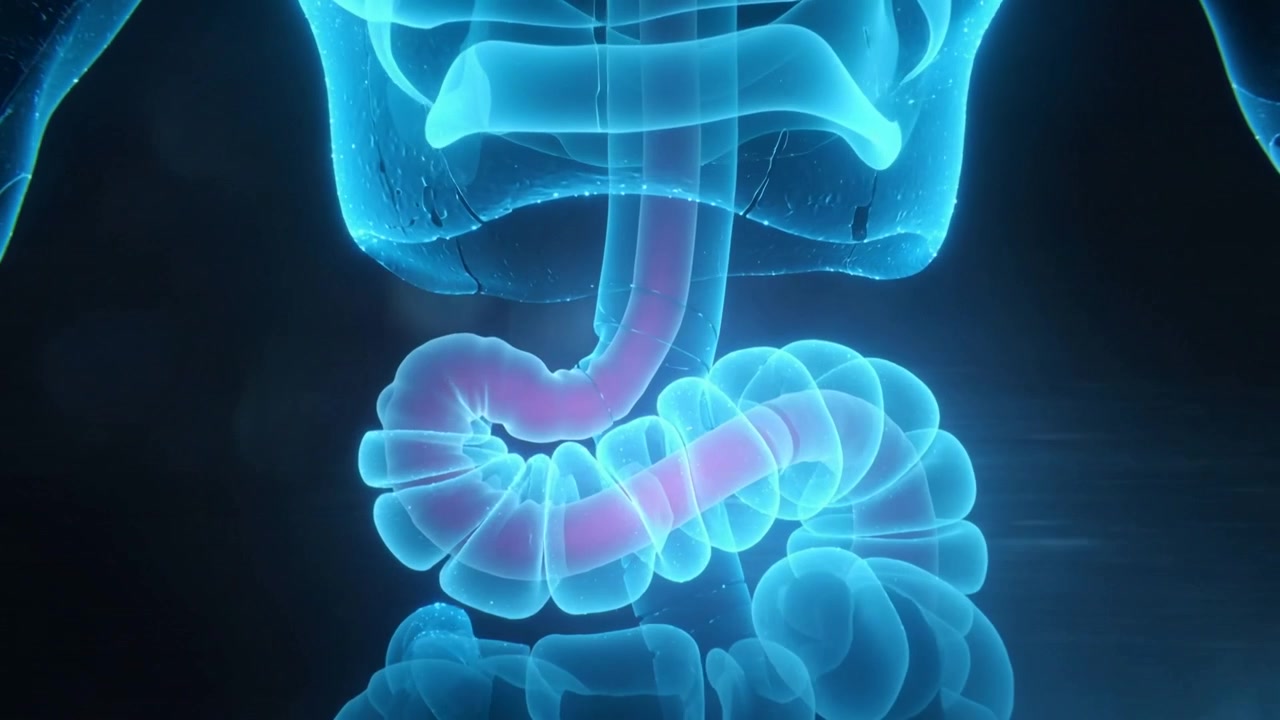 Mostrando un modello digestivo traslucido che diffonde un bagliore rosa del lume dall'intestino superiore a scopo didattico.
