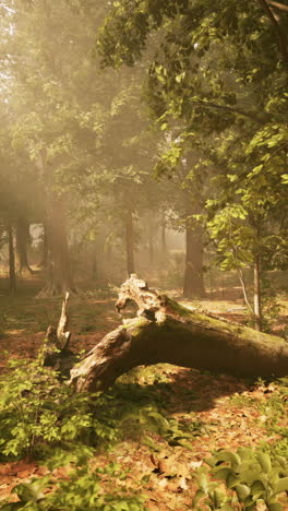 misty forest scene