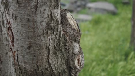 close-up of tree trunk