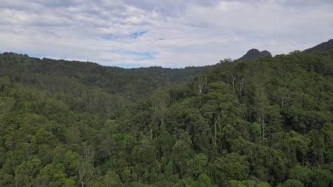 Dense-Rainforest-Trees-In-Currumbin-Valley,-Queensland,-Australia