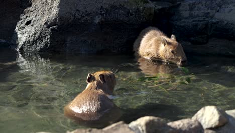 capybara rodents taking a hot spring onsen bath in japan