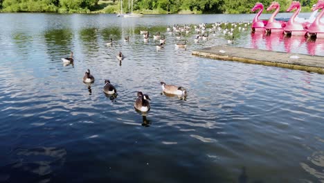 a flock of canada geese, branta canadensis are wading in a lake in the middle of mote park, located at maidstone, in kent, united kingdom