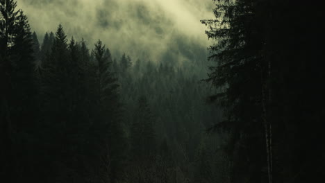 bosque de montaña con niebla