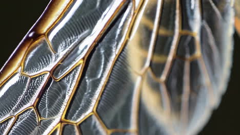 macro close-up of an insect wing