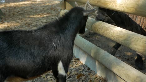 playful little goatling and adult goat butting horns in the paddock at farm