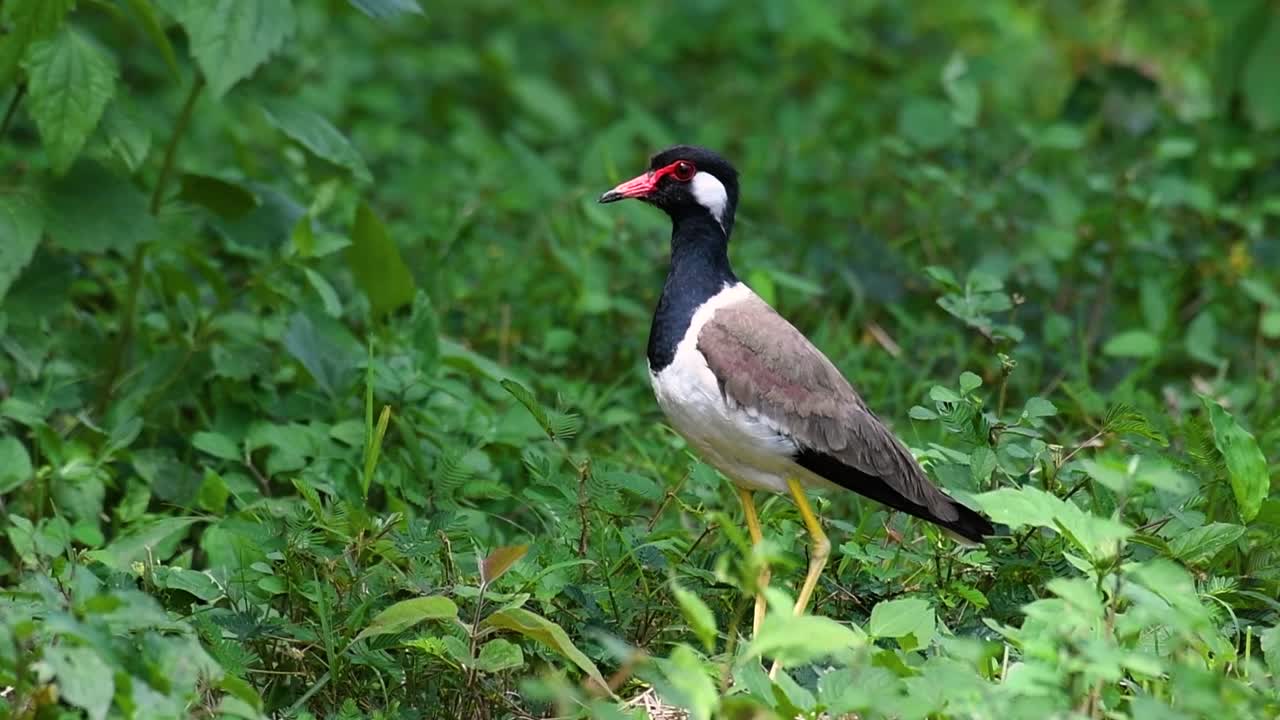 el avefría de barbas rojas es una de las aves más comunes de tailandia