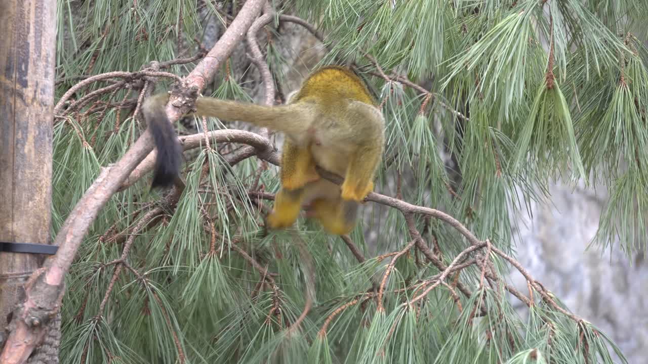mono ardilla primate descansó en una rama de árbol mientras hacía caca en el zoológico