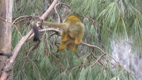 primate squirrel monkey rested on a tree branch while pooping at zoo