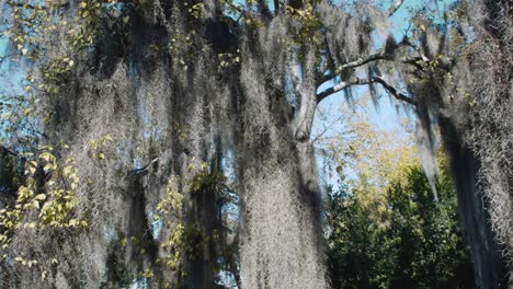 hanging white pale leaves of tree after hot summer,climate change,tilt up shot