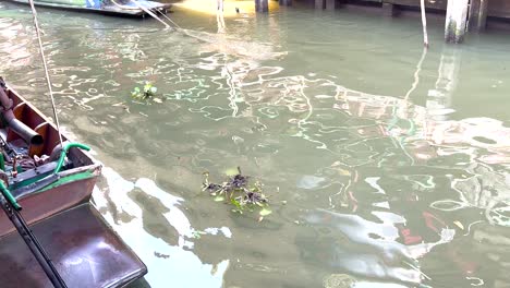 water hyacinths floating near a boat in bangkok