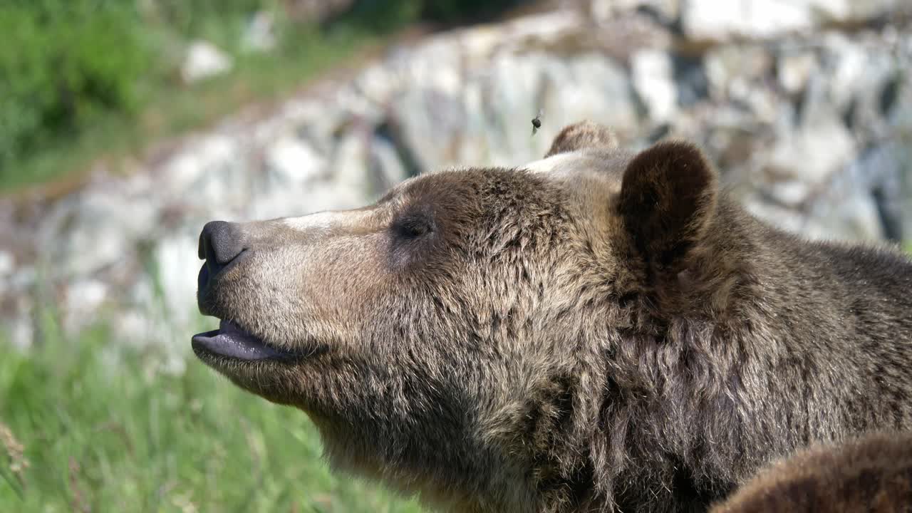 Vista laterale di un orso che ulula di giorno