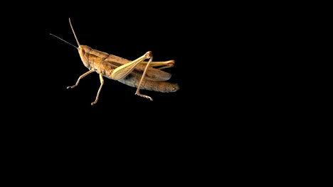 el saltamontes marrón - clave de croma