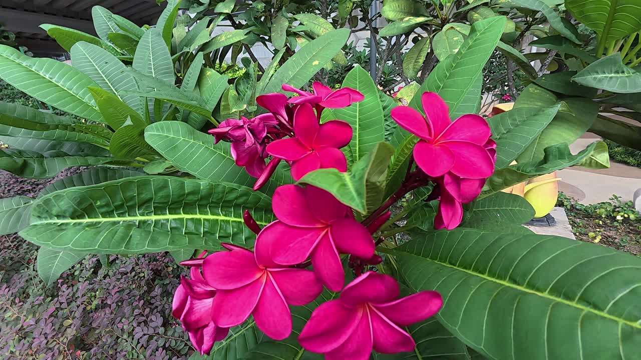 Plumeria rubra, a tropical ornamental plant, displays vibrant red, large blossoms. Perfectly suited for outdoor home gardens in warm climates.