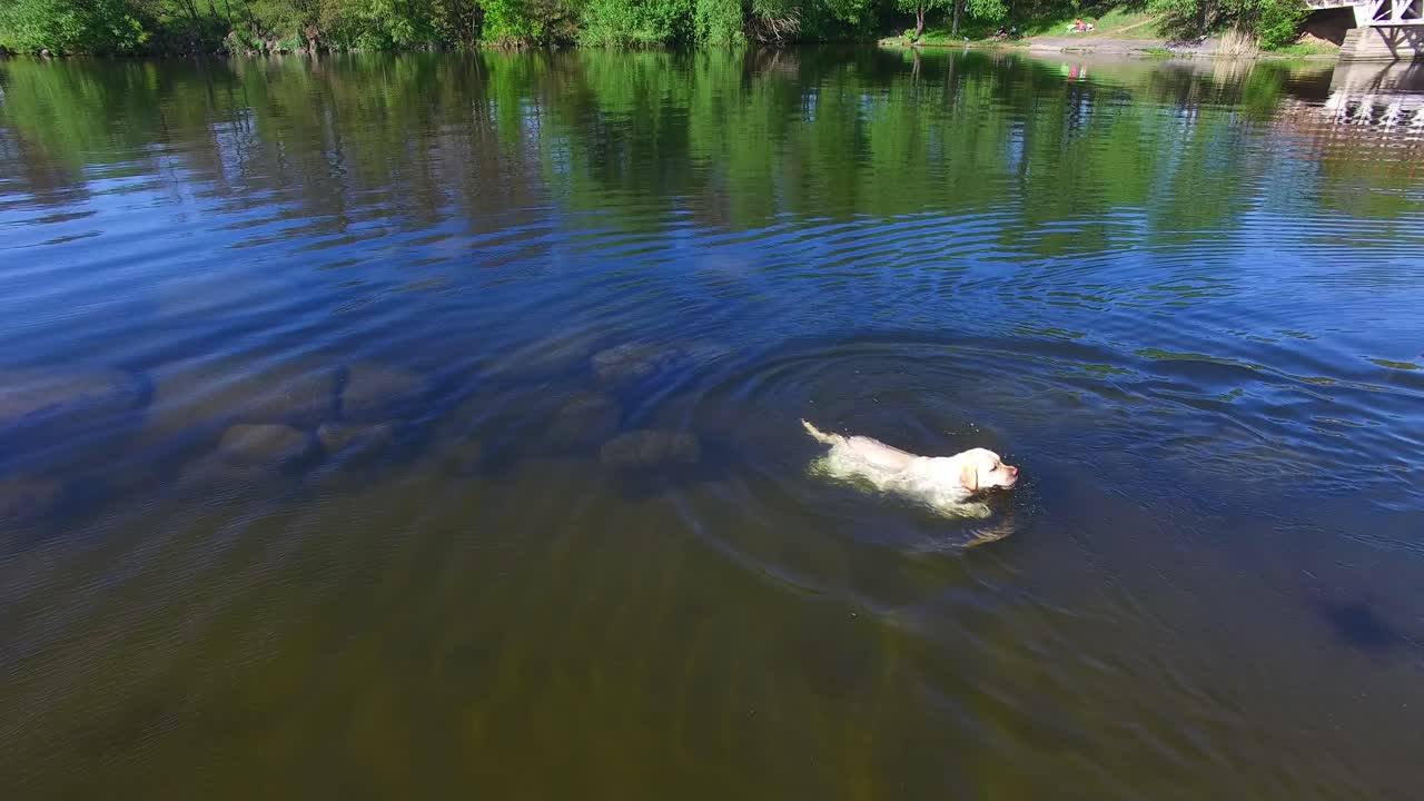 Dog with ball in water. Aerial view of dog swimming with ball in river