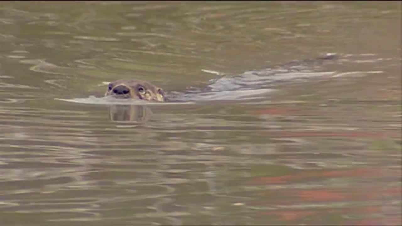 비버는 강에서 수영
