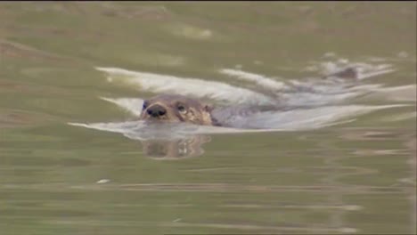 Ein-Biber-Schwimmt-In-Einem-Fluss