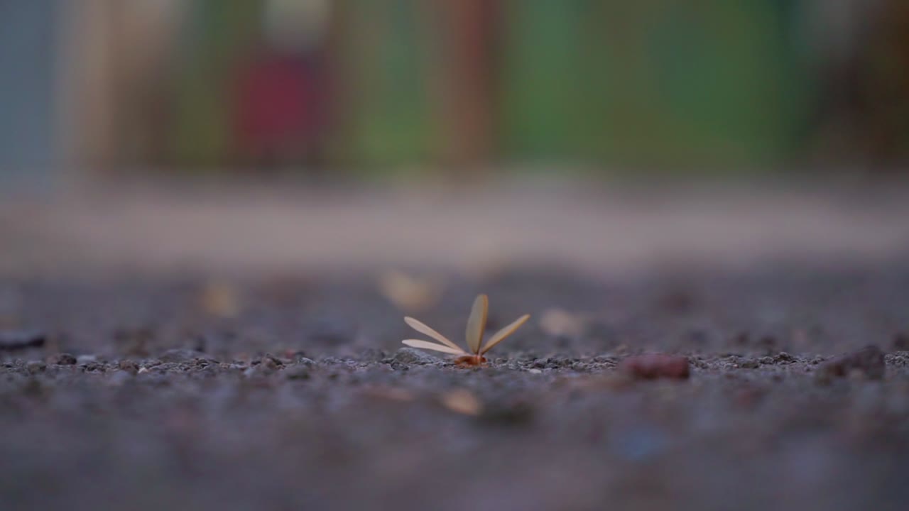 grupo de termitas aladas o hormigas voladoras o larones en el suelo