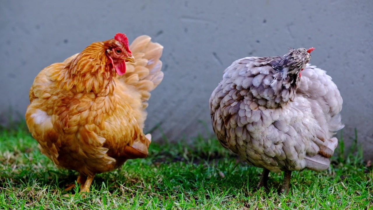 Due galline che si puliscono le piume sull'erba verde