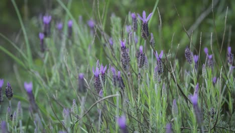 flor de romero en timelapse de primavera