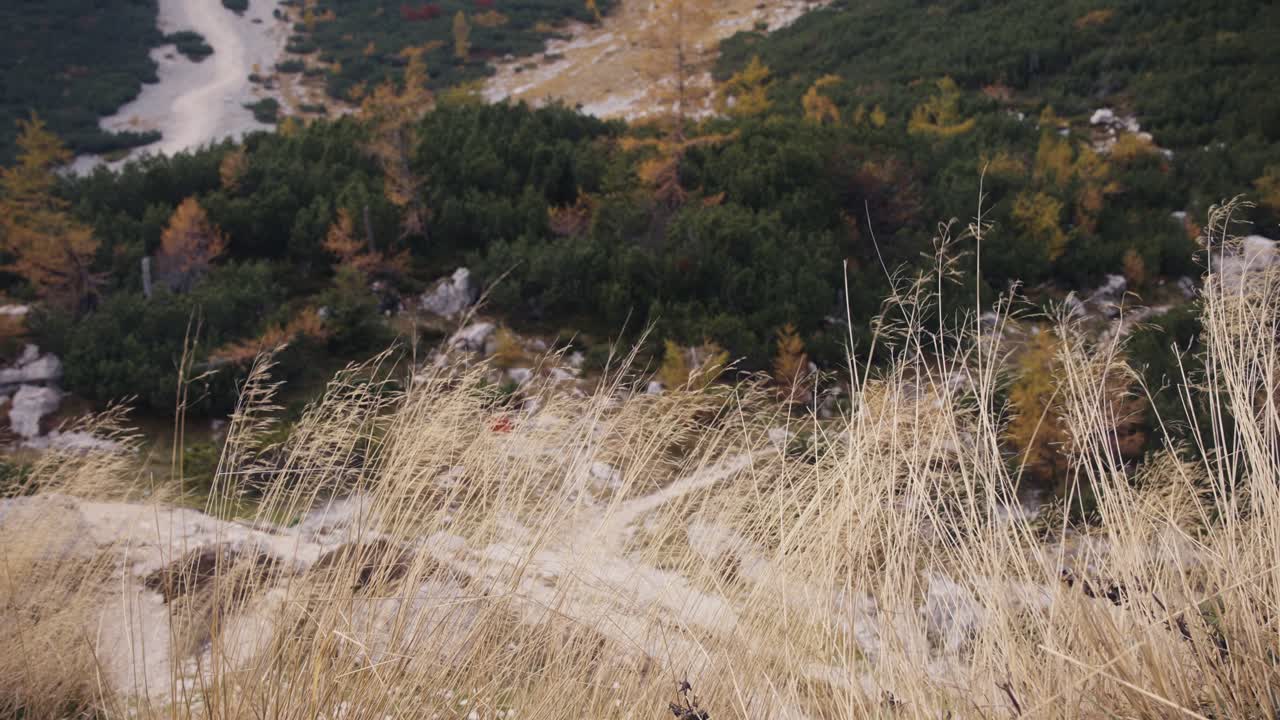 ветер дует сорняки в словенских альпах осенью