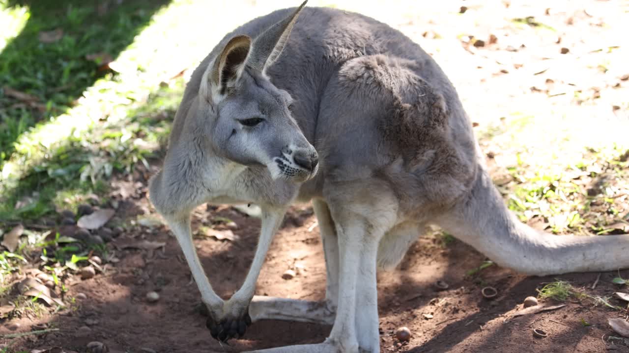 Kangaroo eating in a zoo enclosure