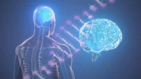 animación de humano digital, cerebro y cadena de adn en fondo azul