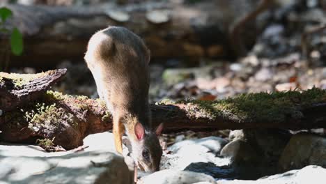 lesser mouse-deer, tragulus kanchil