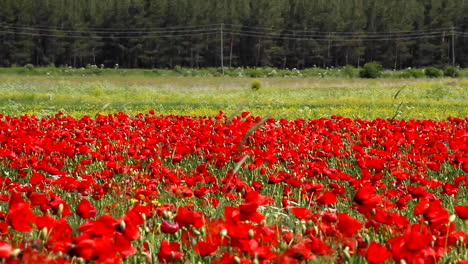 panorámica a través del campo de amapolas rojas con autos pasando en el fondo distante