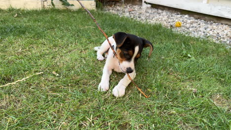 puppy dog sitting on grass playing with stick