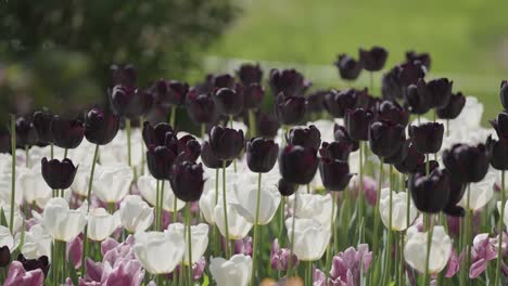 des tulipes noires et blanches époustouflantes en pleine floraison