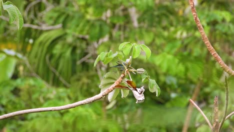 blue-gray tanager bird hops on a branch and flies away, birdwatching in south america