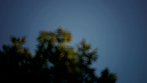 Time-lapsed-tracking-shot-of-crescent-moon-moving-through-the-sky-and-setting-behind-trees-at-night-fall