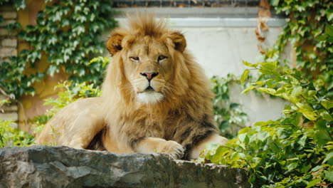 leo mira amenazadoramente hacia adelante peligrosos y majestuosos depredadores de la vida silvestre