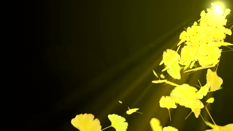 spin of autumn leaves,ginkgo,cg animation,loop